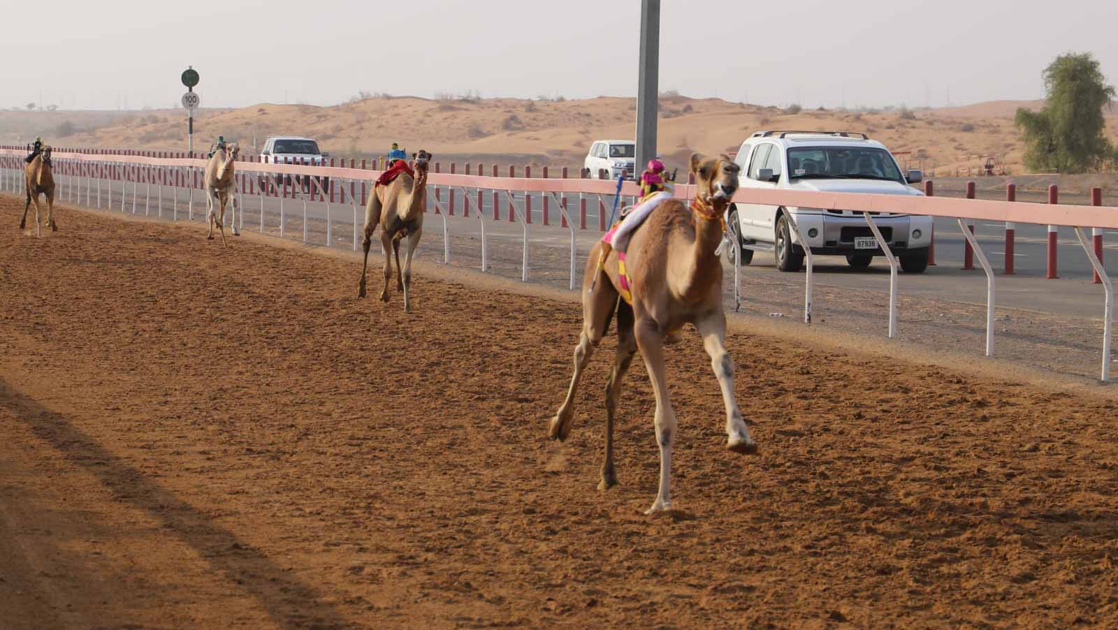 Image for the title: 1st race of the UAE Presidential Court badge kicks off 