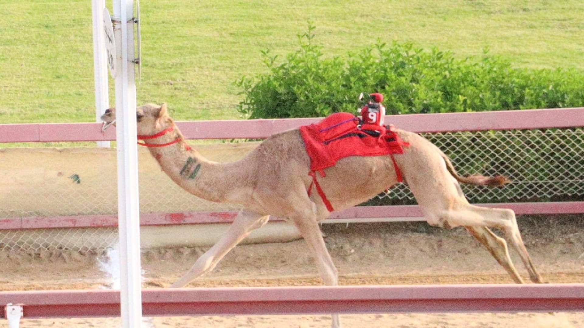 صورة بعنوان: انطلاقة مثيرة لمنافسات سن الحقايق بميدان الذيد لسباقات الهجن 