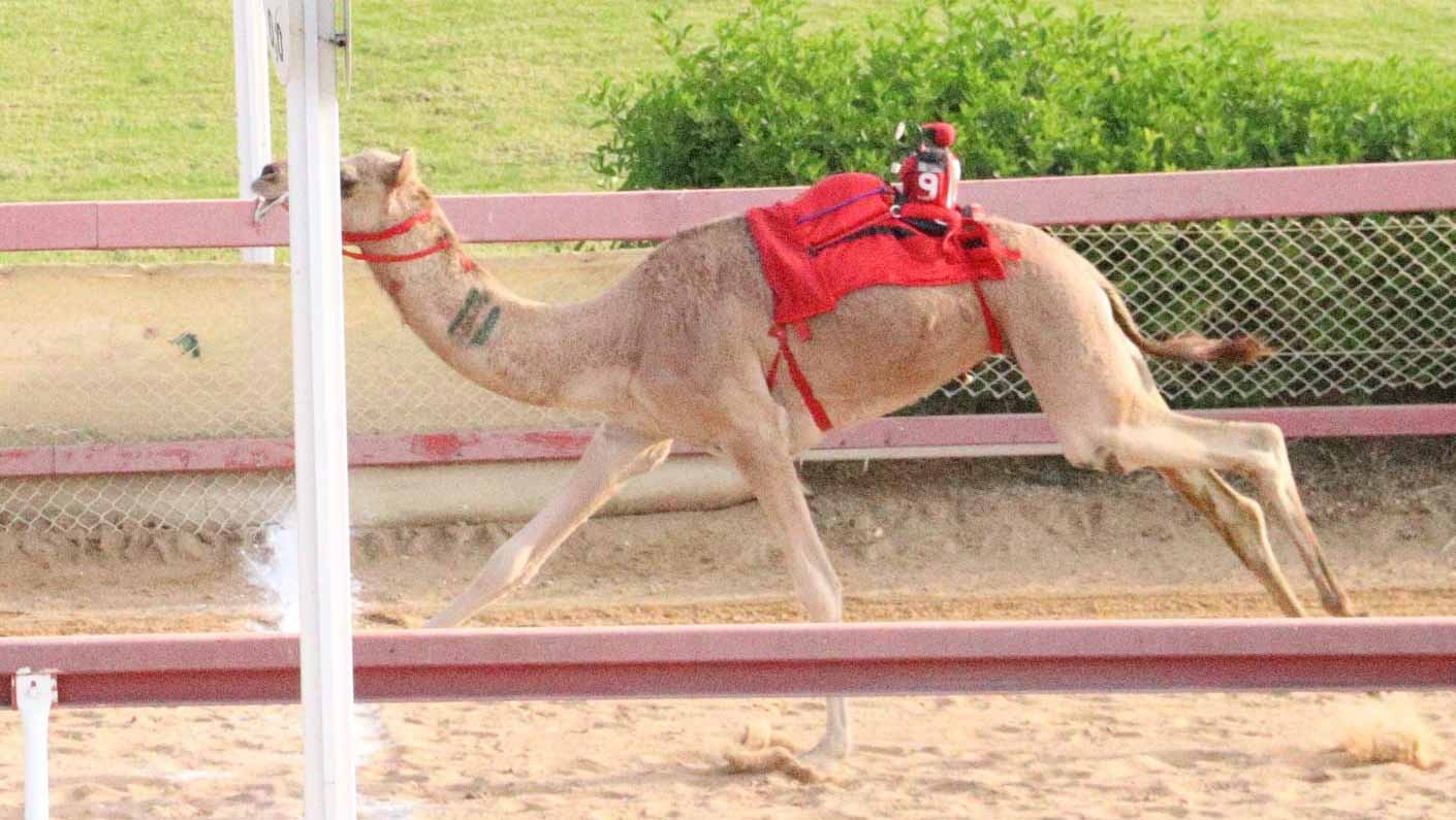 Image for the title: Thrilling start to four-year-old camel race at Al Dhaid 