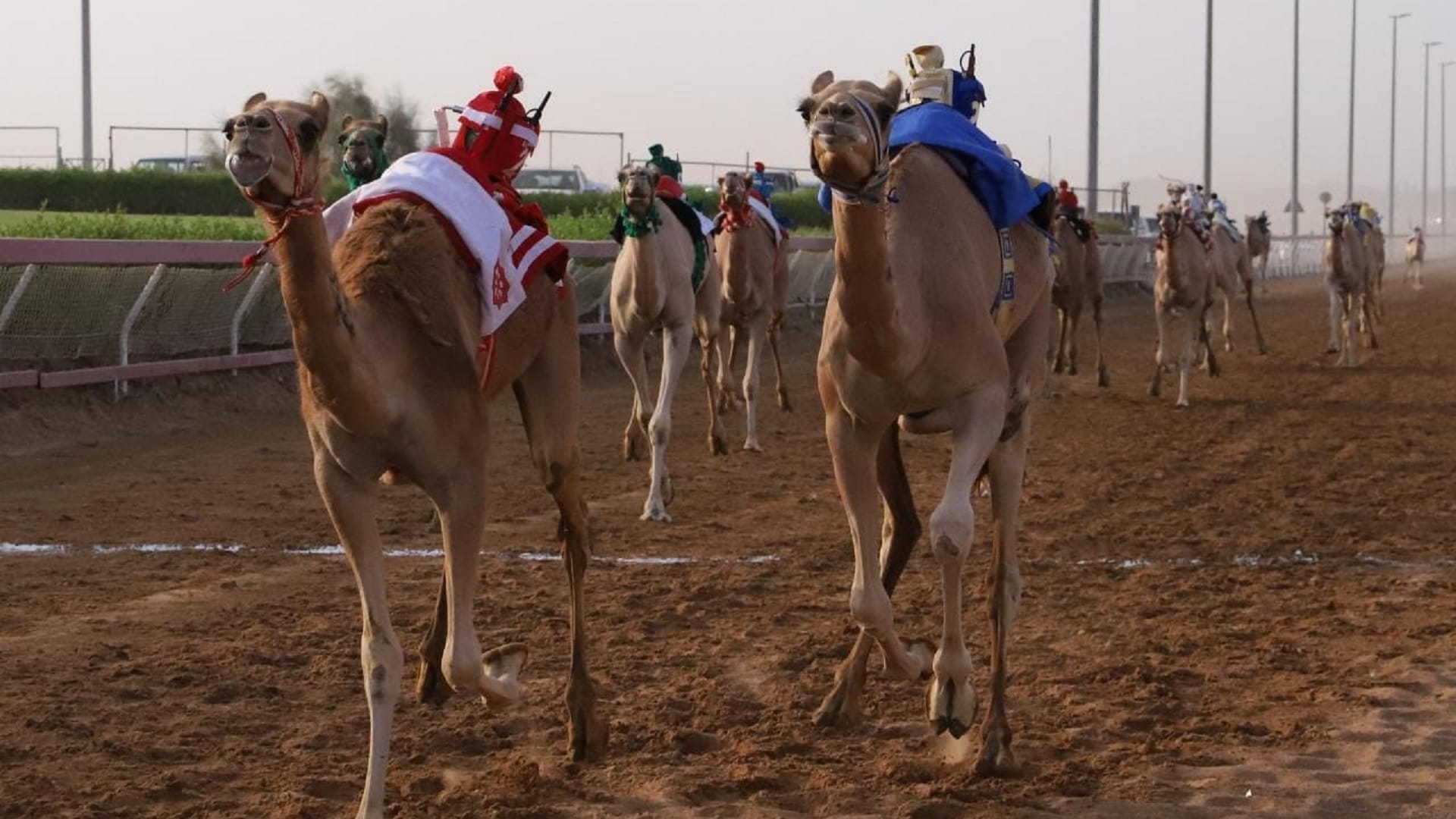 صورة بعنوان: منافسات سن الفطامين تنطلق غداً بميدان الذيد لسباقات الهجن 