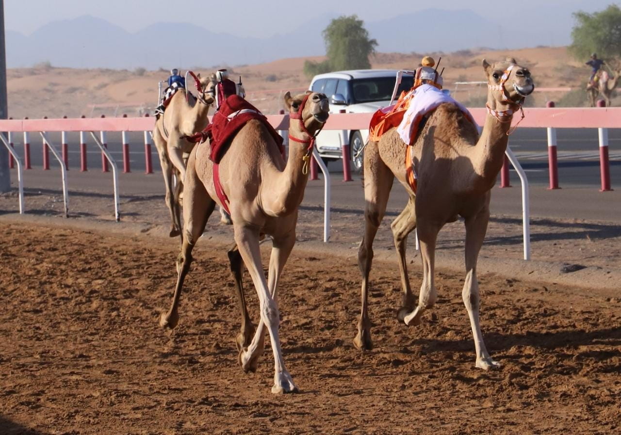 Image for the title: ‘Fatamin’ Race’s start gun to shoots on Sunday in Al Dhaid 