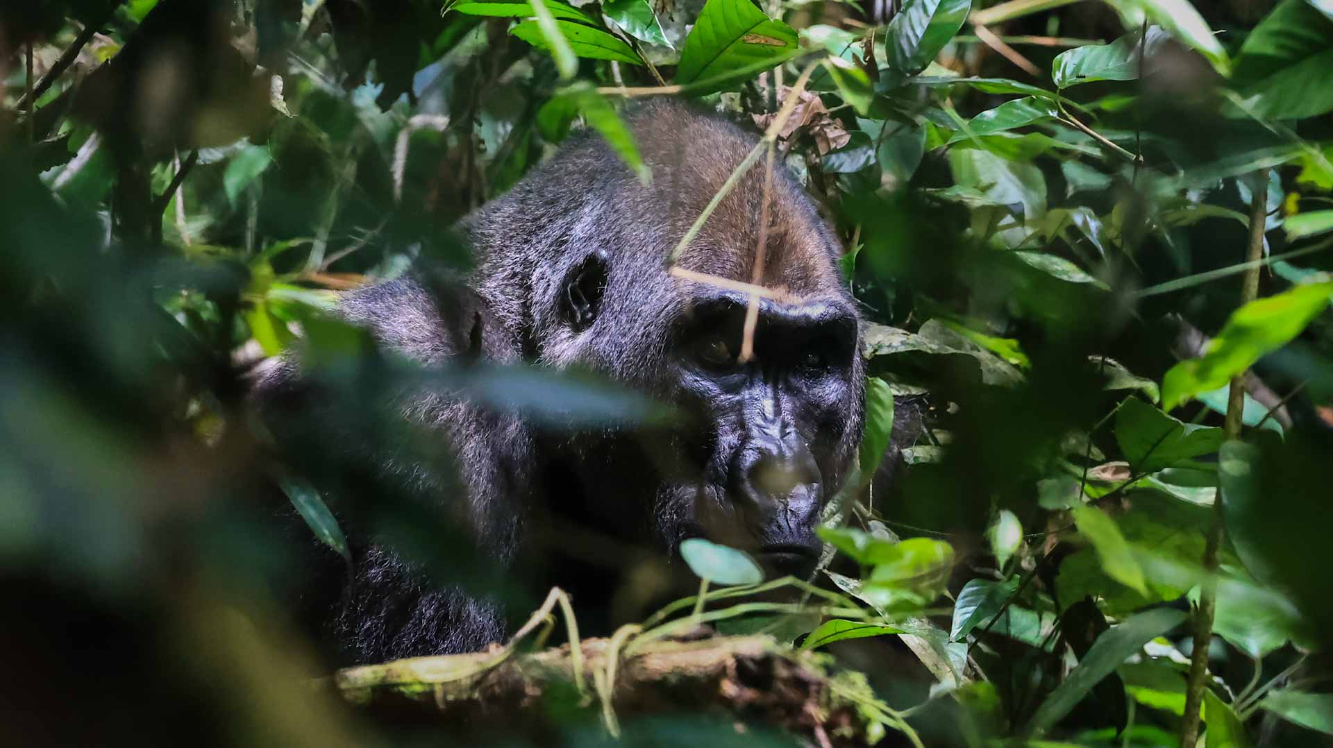 Image for the title: Kyiv Zoo keeps Tony the gorilla warm despite daily power cuts 