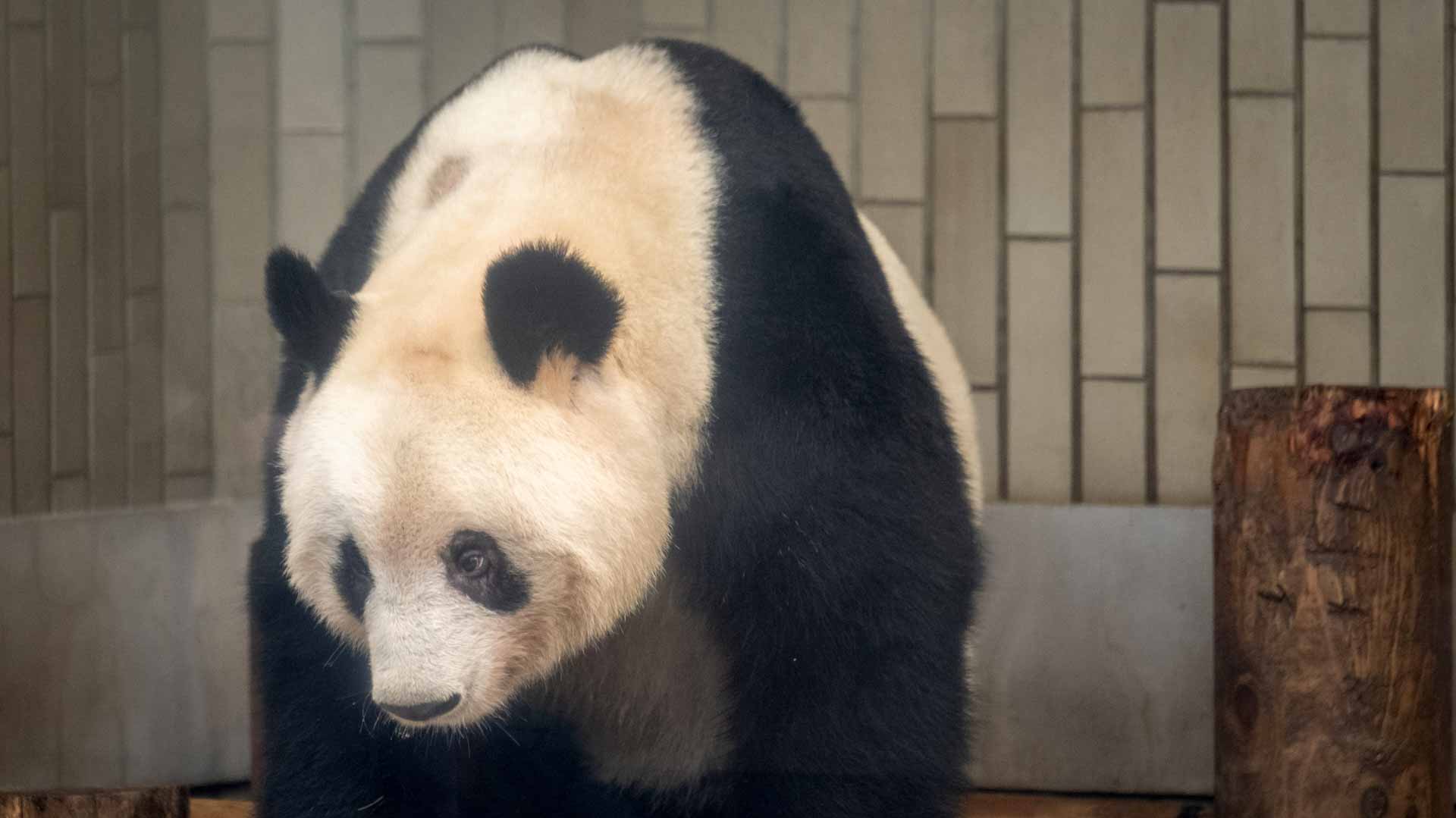 Image for the title: Japan bids farewell to four pandas returning to China 