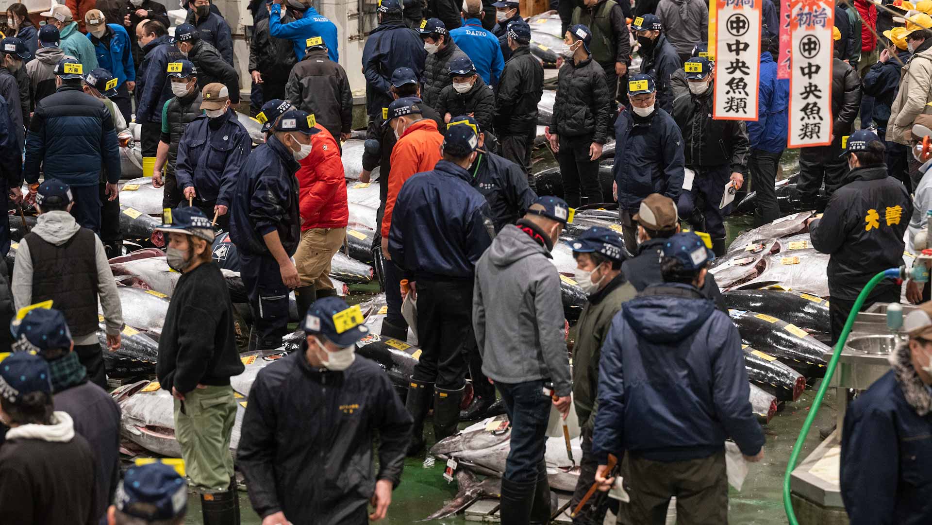Image for the title: Japan tuna price soars past $270,000 at auction 