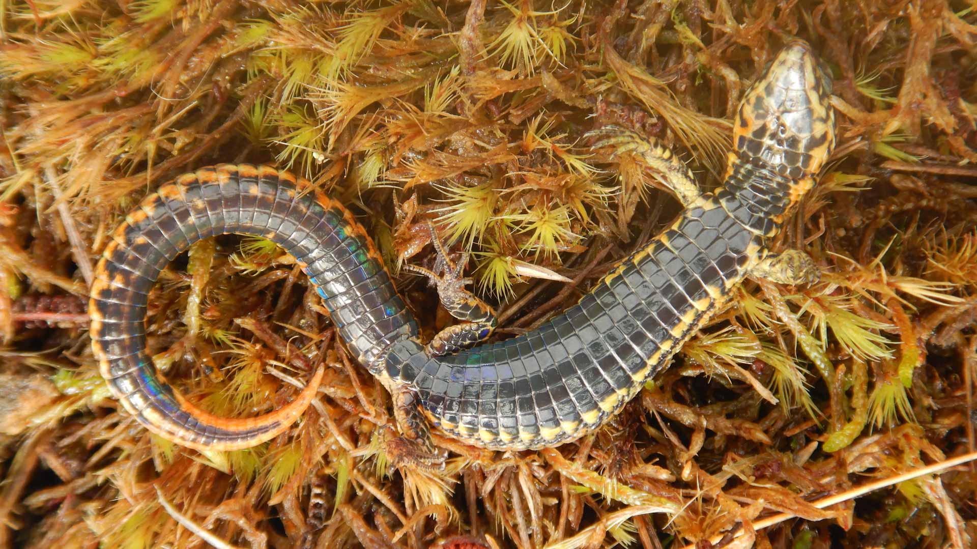 Image for the title: New species of lizard found in Peru national park 