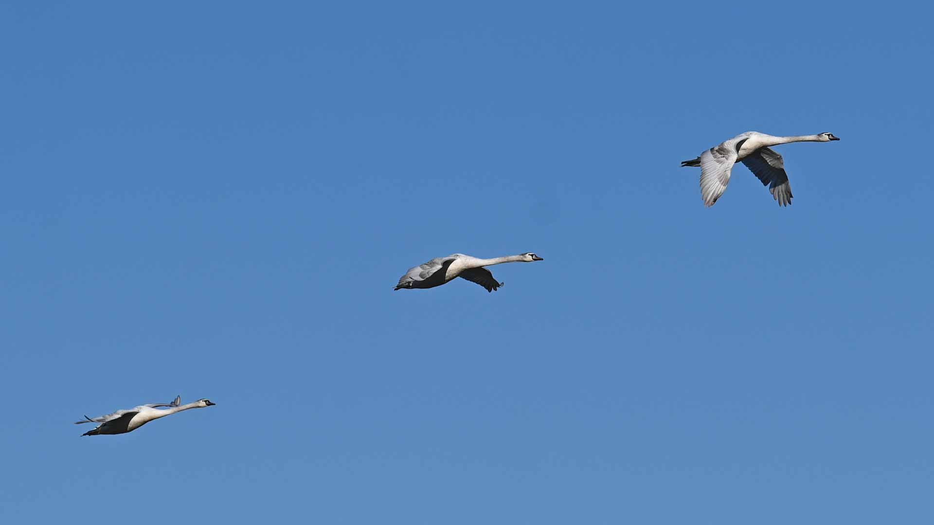 Image for the title: Cyprus imposes first punishment for poisoning wild birds 