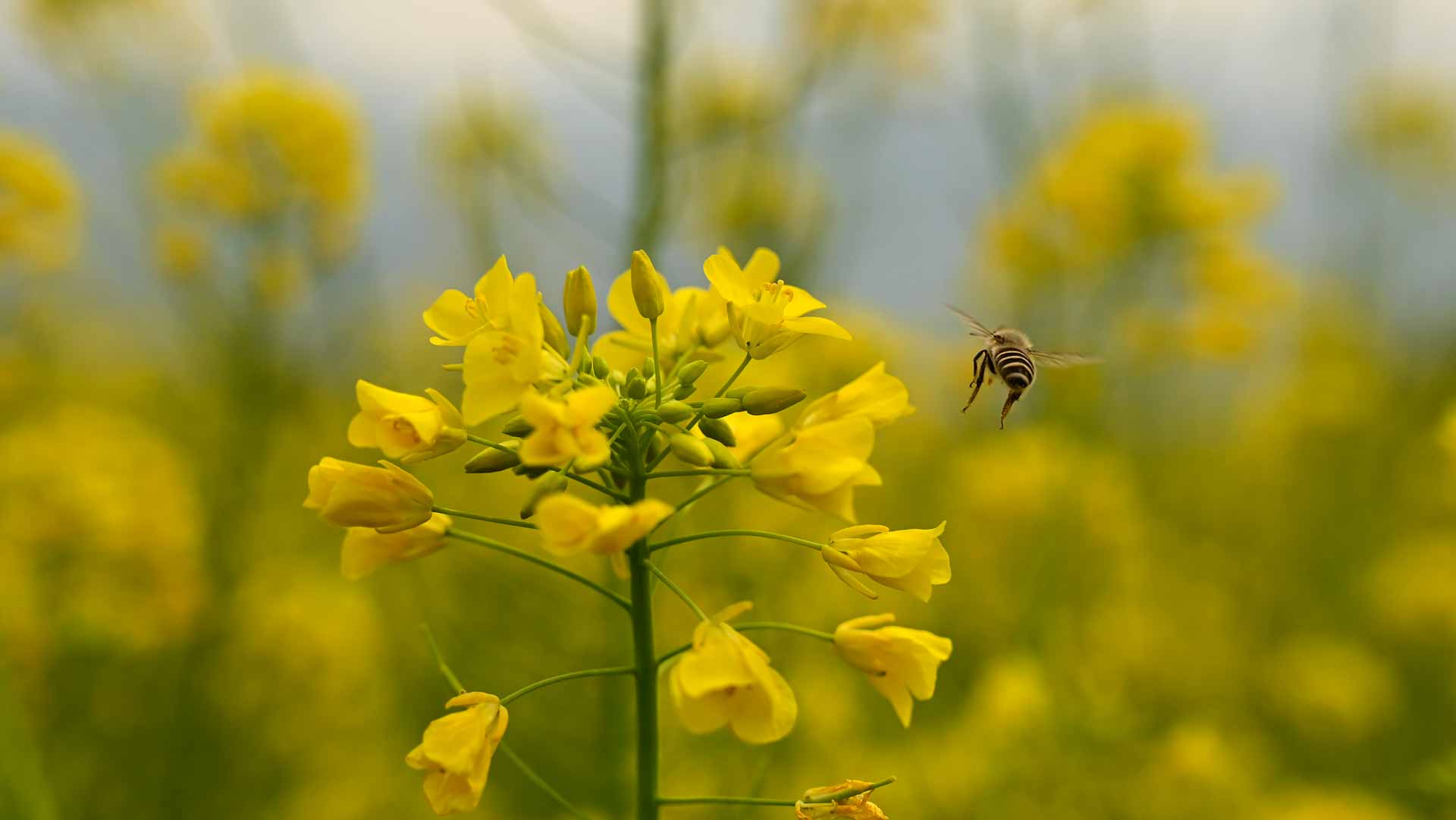 Image for the title: EU to promote 'buzz lines' to help reverse decline of bees by 2030 