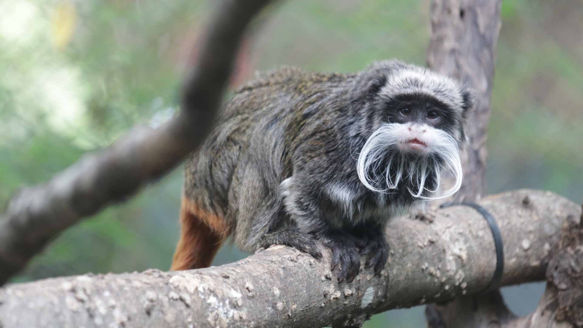 Image for the title: Two missing Dallas Zoo monkeys found: police 