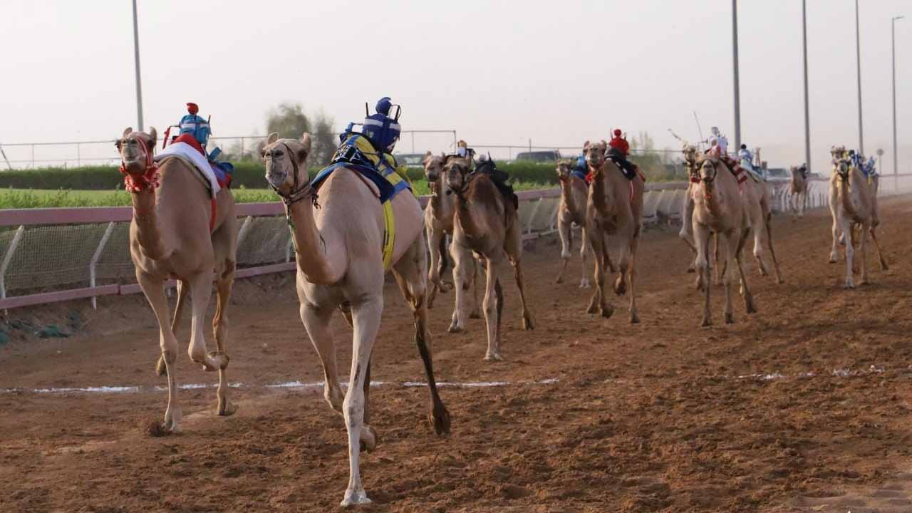 Image for the title: Phenomenal Al Dhaid's "Sinn Al-Fatamin Race" 