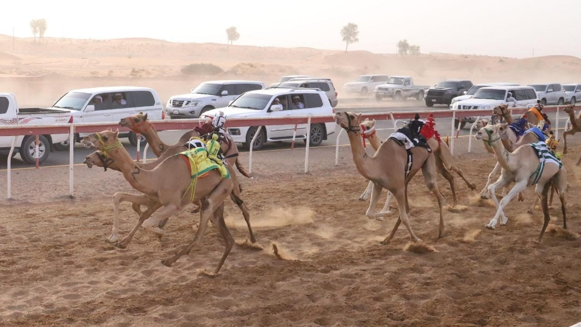 صورة بعنوان: منافسات سباق سن الفطامين تتواصل بميدان الذيد 