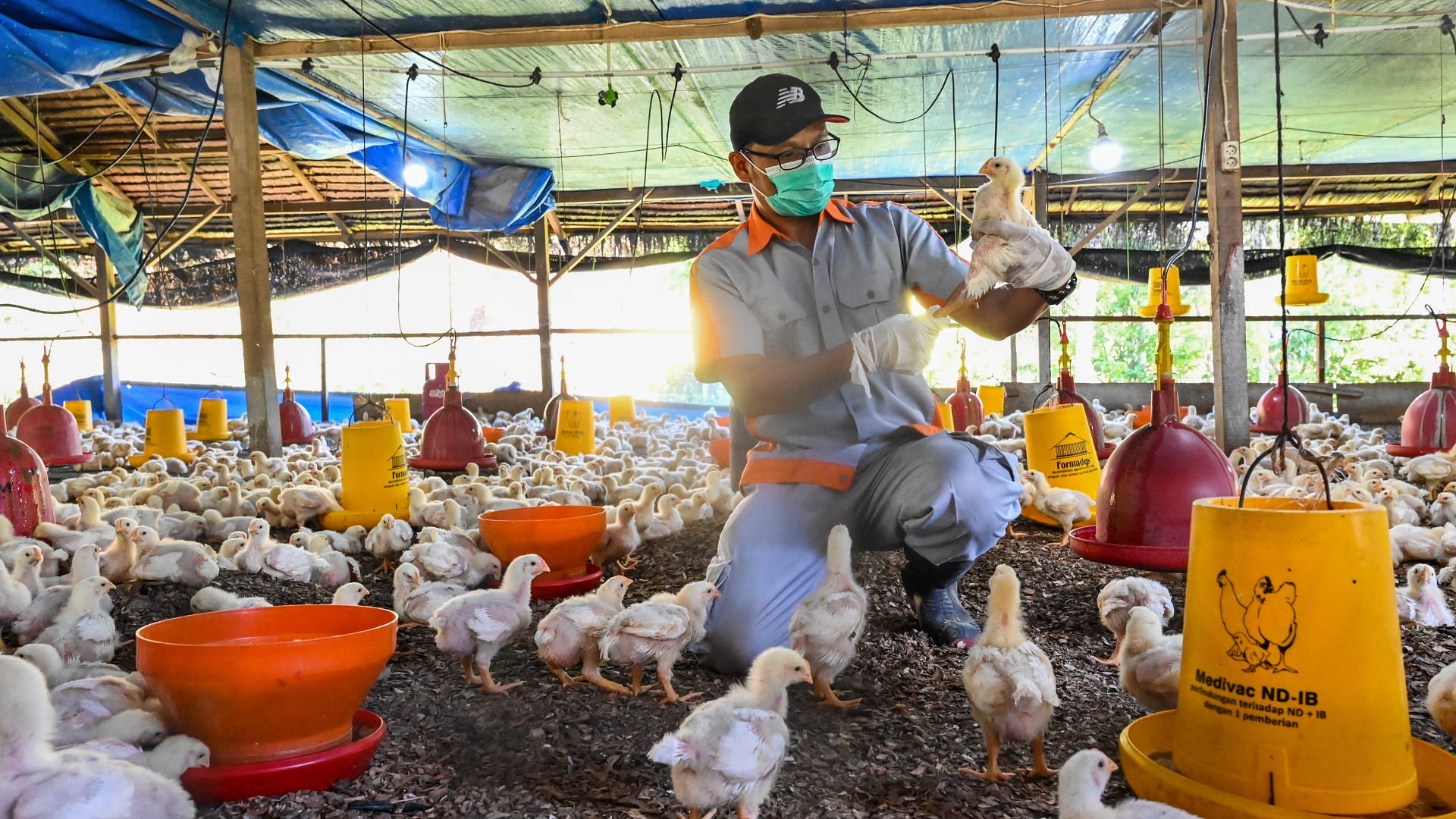 Image for the title: WHO worried bird flu might adapt to humans 'more easily' 