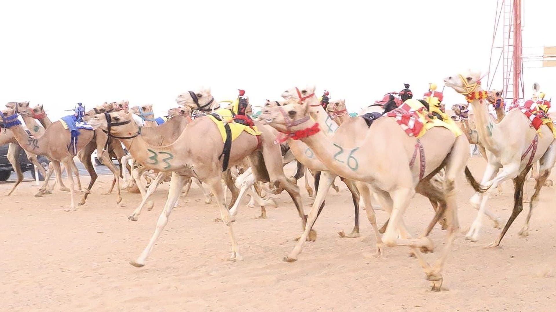 صورة بعنوان: بنسخته الرابعة.. مهرجان هجن الظبي ينطلق بميدان الذيد 