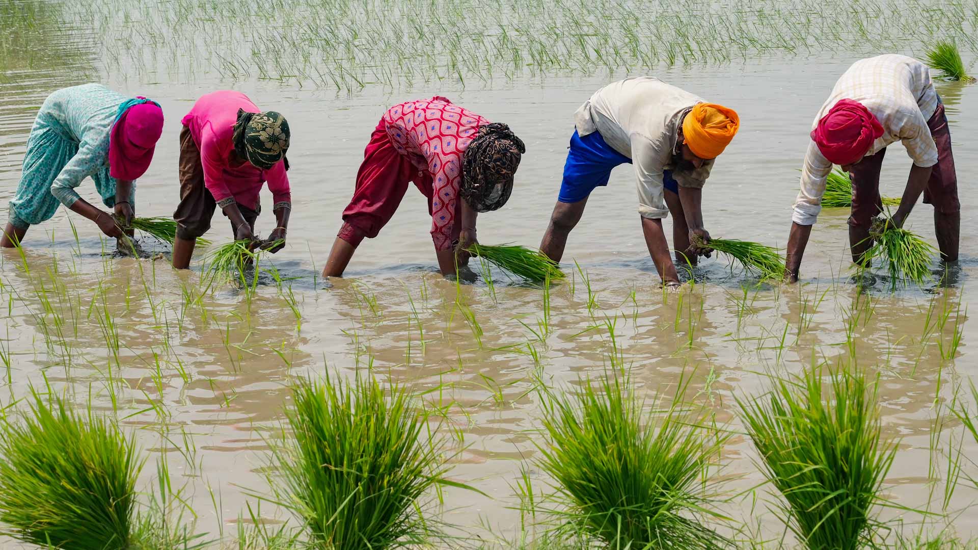 Image for the title: Top rice supplier India bans some exports 