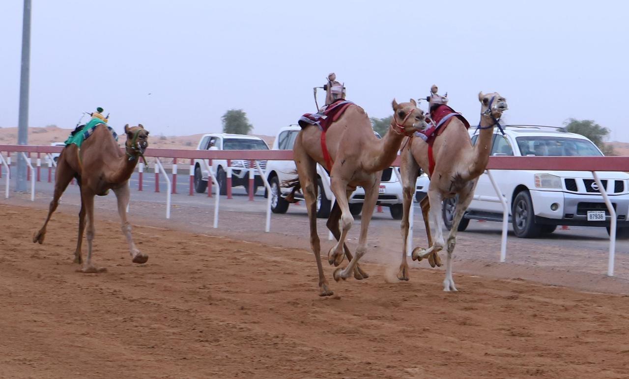 Image for the title: Al Dhaid Camel Festival comes to successful end 