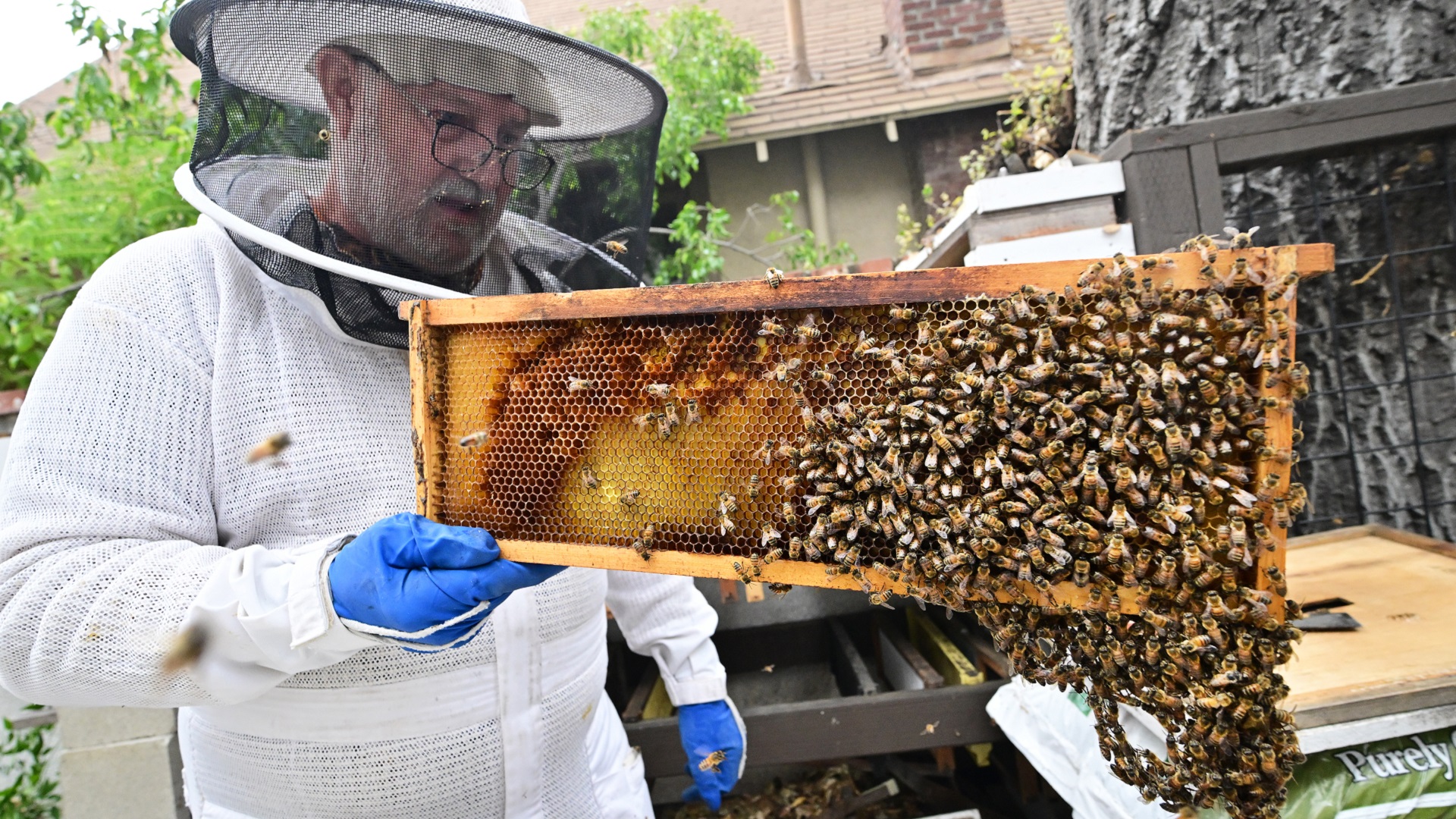 Image for the title: California's honey bees await the famous sunshine 