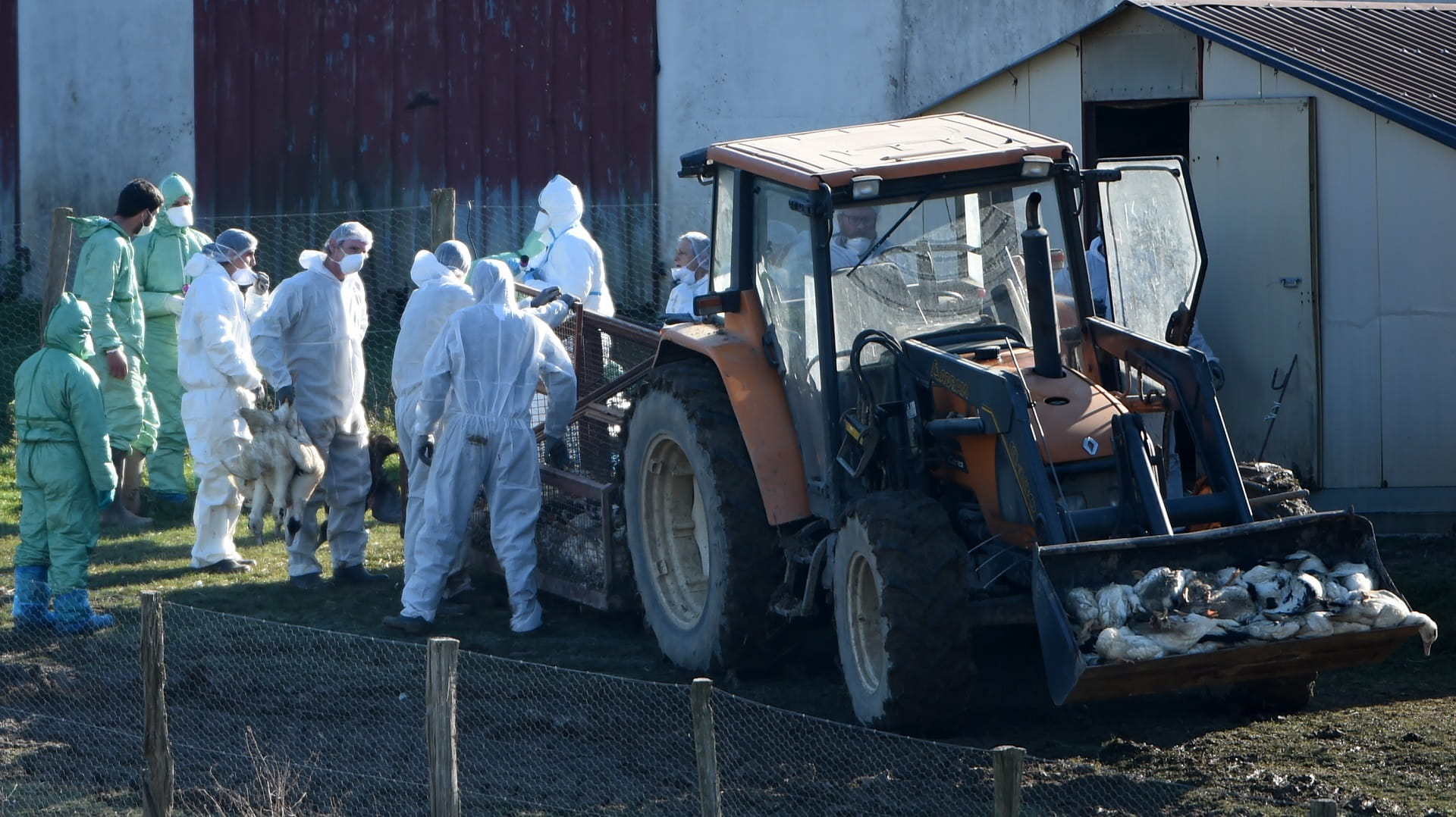 Image for the title: French bird flu wave ends after 10 million birds culled 