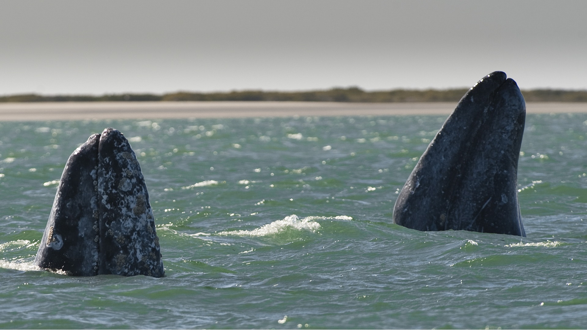 Hopeful signs for declining population of gray whales along West