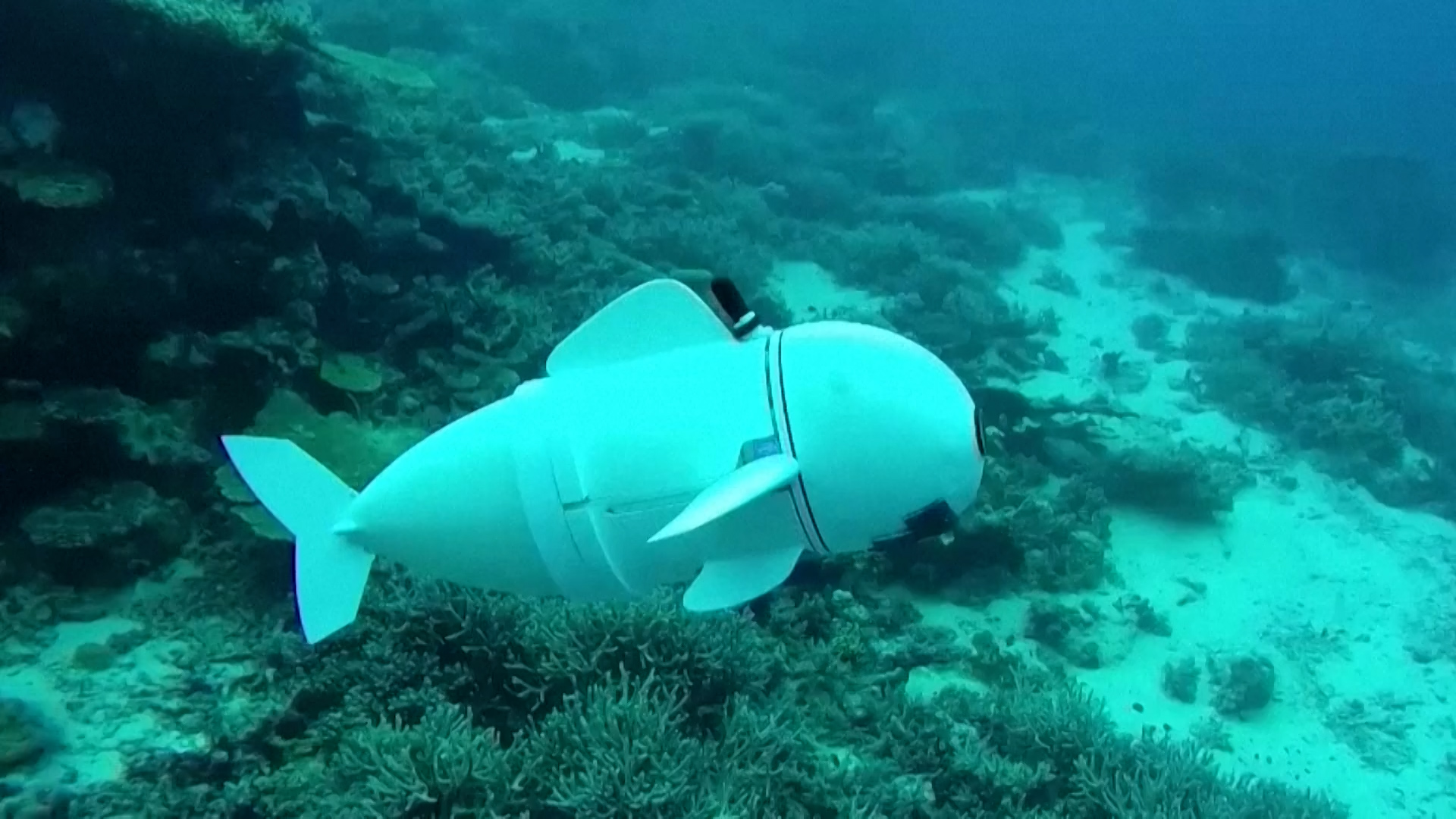 Robotic fish collects DNA samples in the ocean
