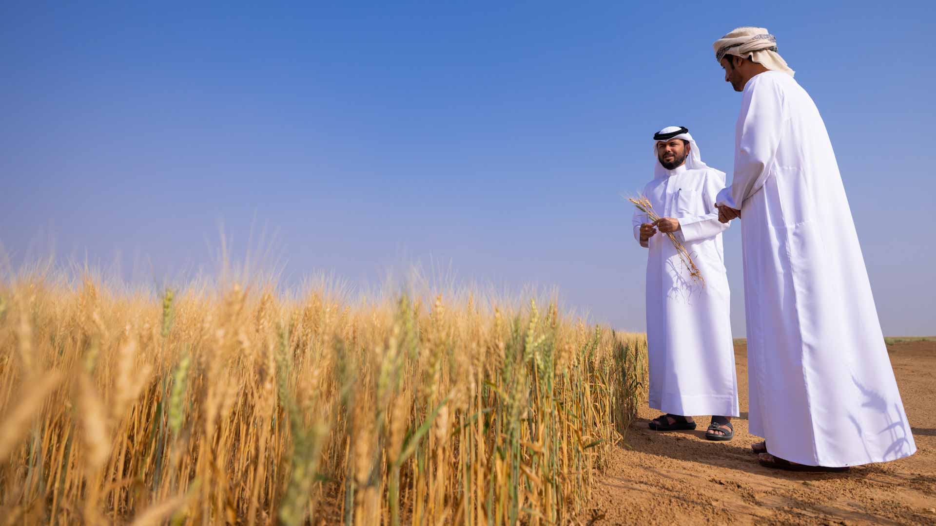 Image for the title: Qaboos University commends accomplishments of Mleiha Wheat Farm 