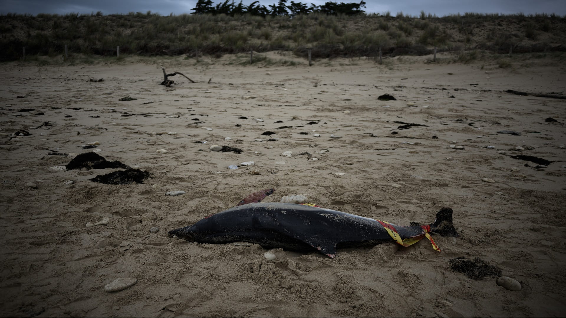 Image for the title: France reports 910 dolphins washed up on Atlantic coast 