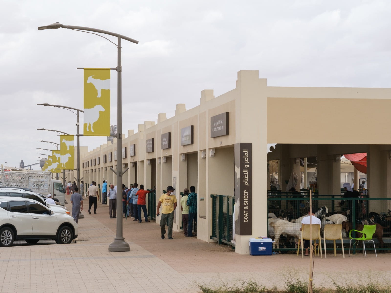 Image for the title: "Sharjah Livestock" announces Ramadan market hours. 