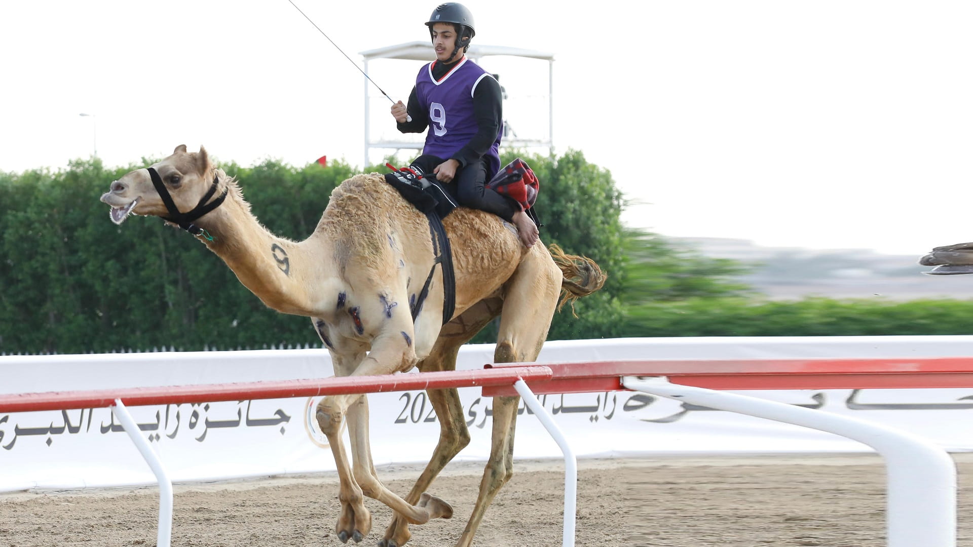 صورة بعنوان: سلطان بن حمدان يشهد السباق التراثي بمهرجان جائزة زايد الكبرى للهجن 