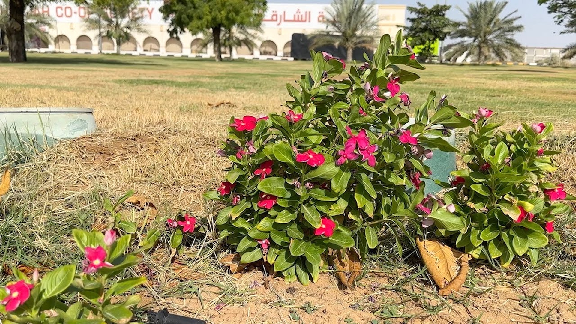 Image for the title: Sharjah fights desertification with greenery 