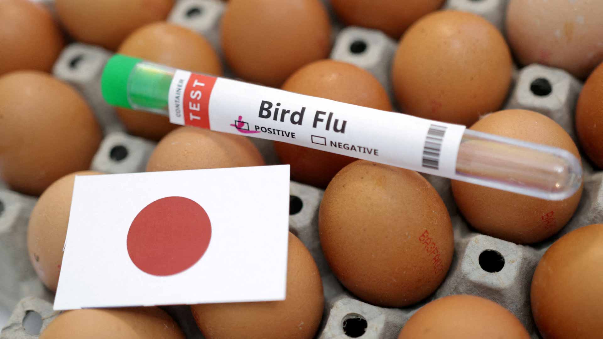 Image for the title: Japan detects season's first bird flu case, to cull 40,000 birds 