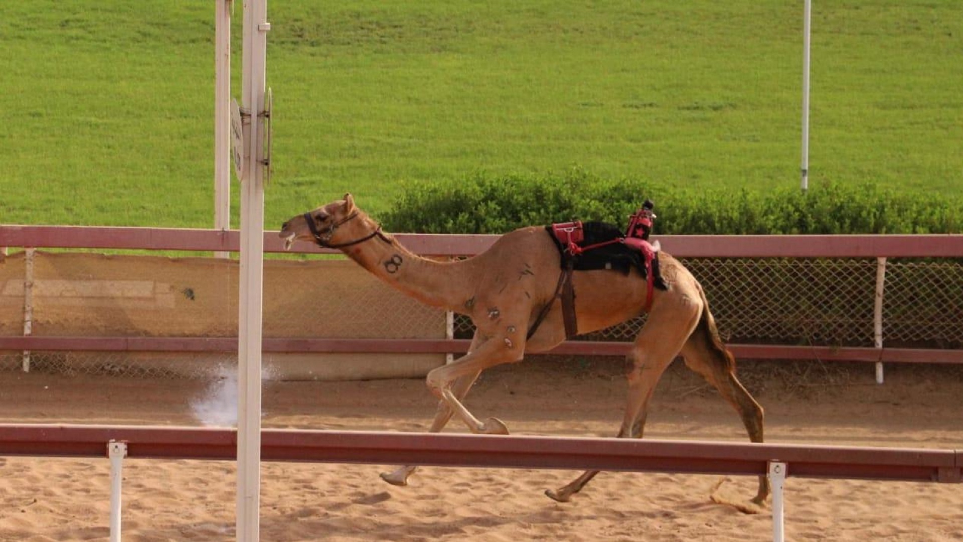 Image for the title: Sharjah Camel Racing Festival returns 