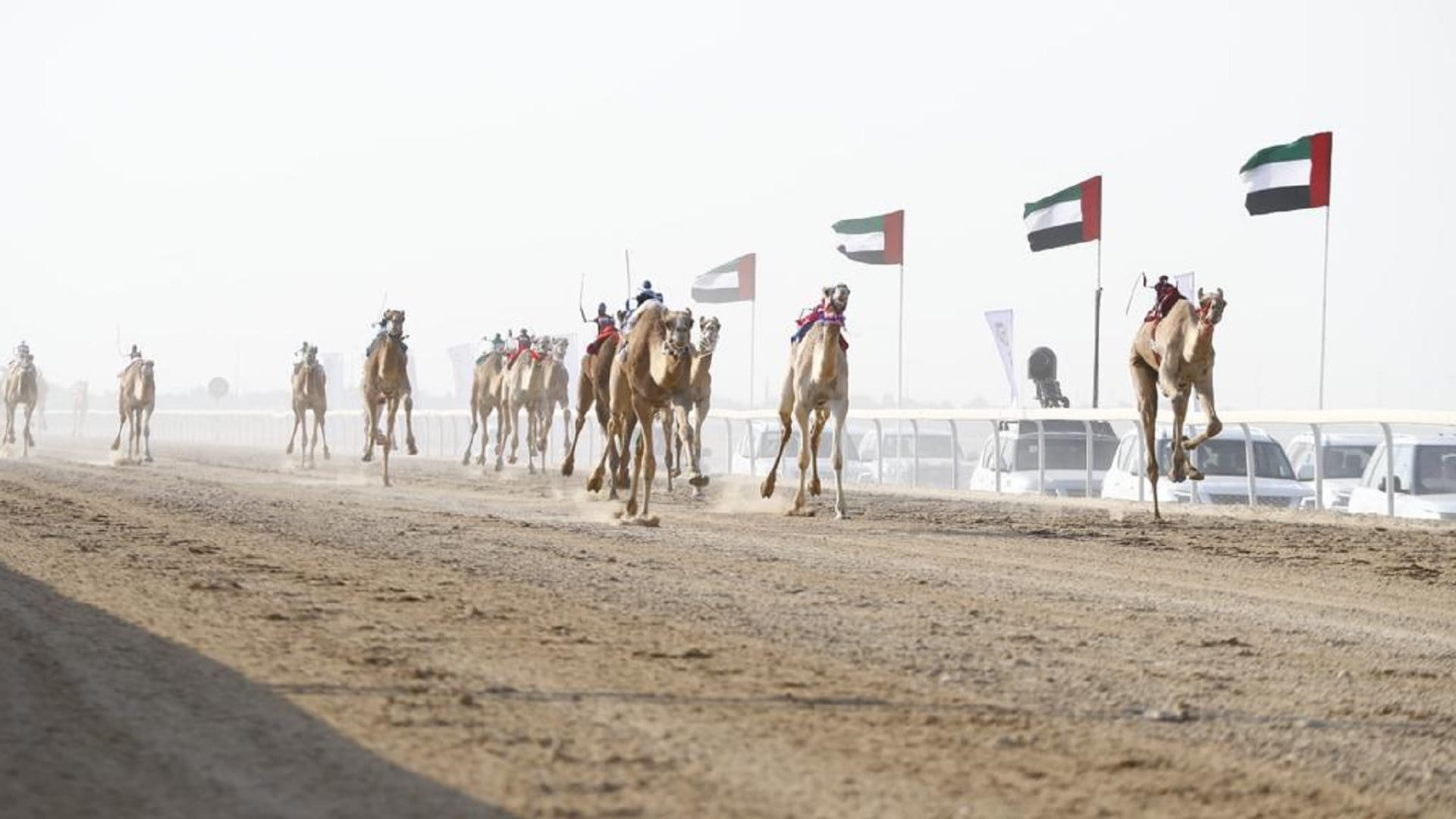 صورة بعنوان: سلطان بن حمدان يشهد منافسات فئة اللقايا بمهرجان الظفرة للهجن 