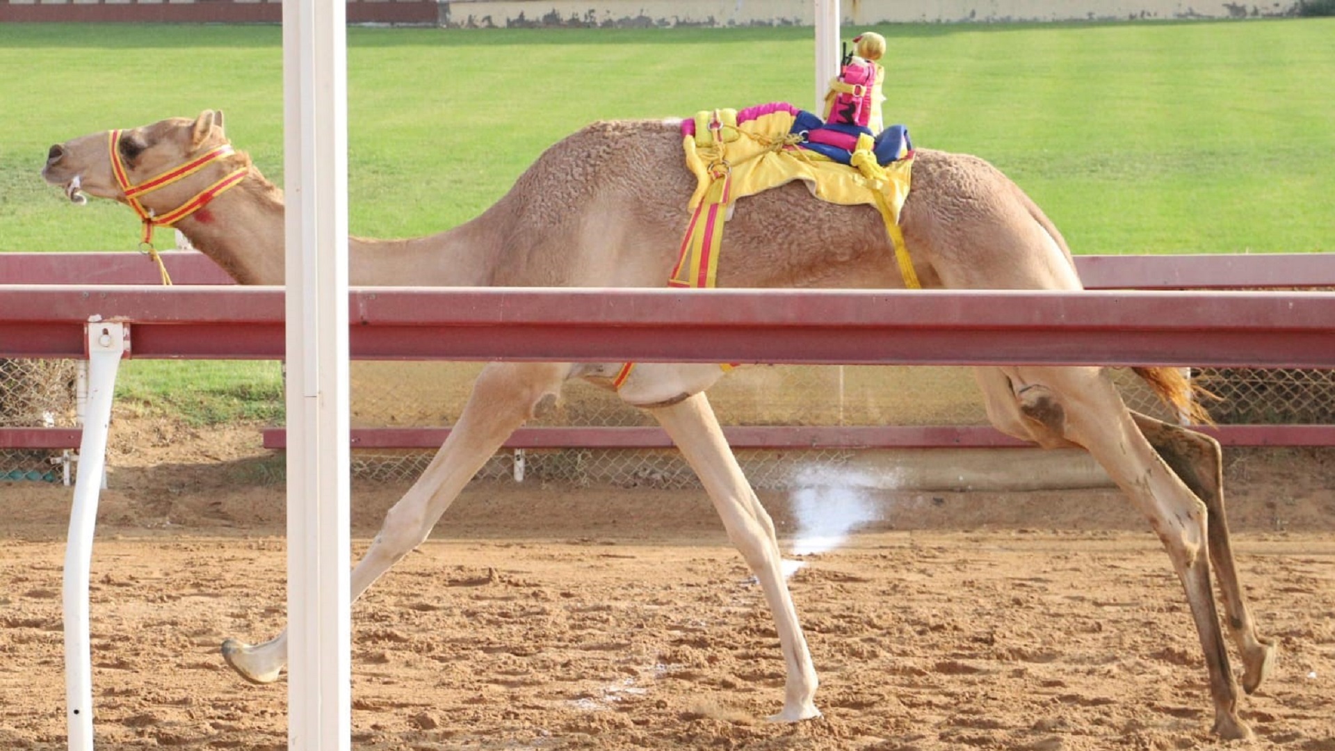 Image for the title: Record-breaking wins at Al Dhaid Camel Races 