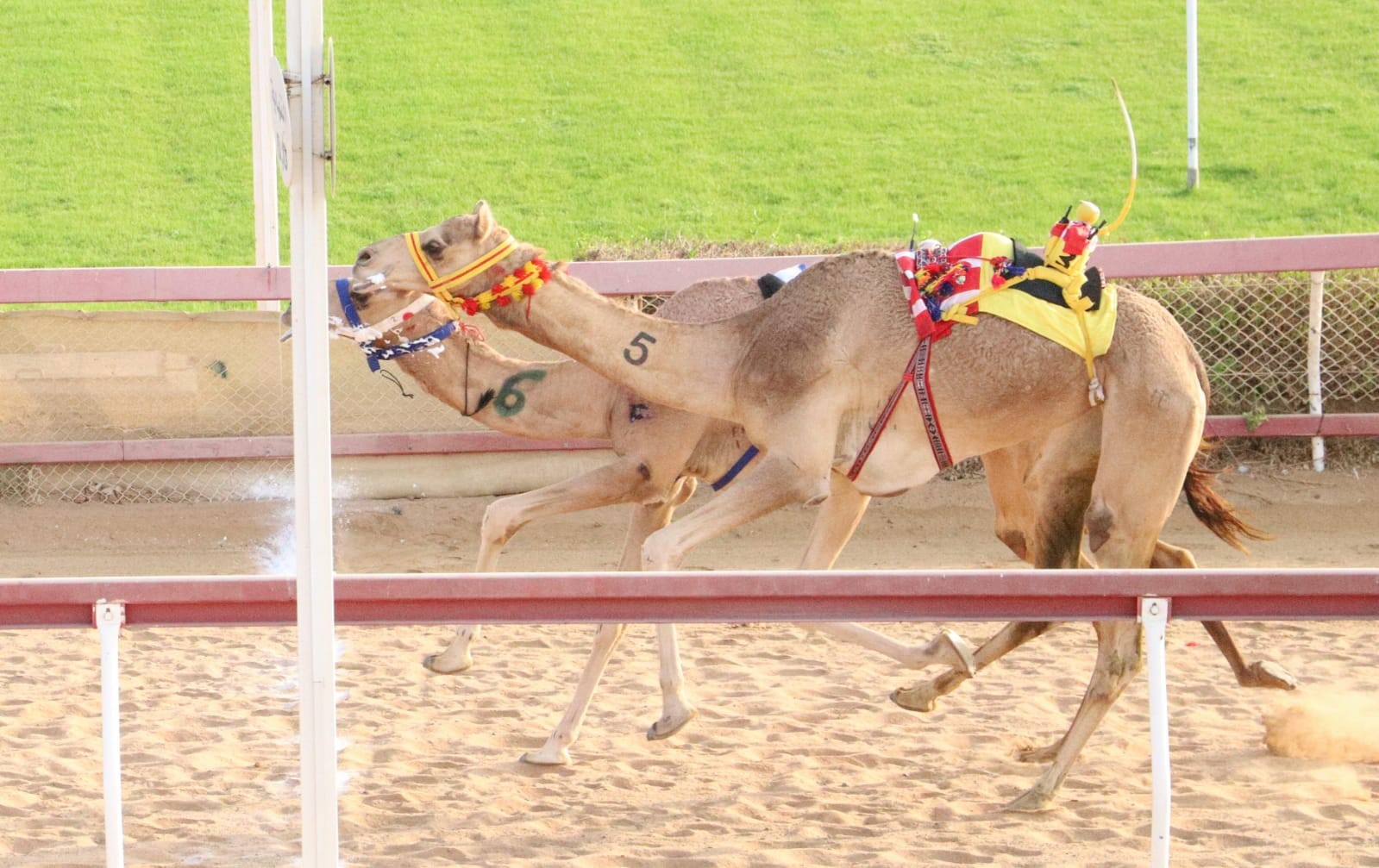 Image for the title: Al Dhaid track hosts ‘Al Hawl’ and ‘Al Zamul’ camel race 