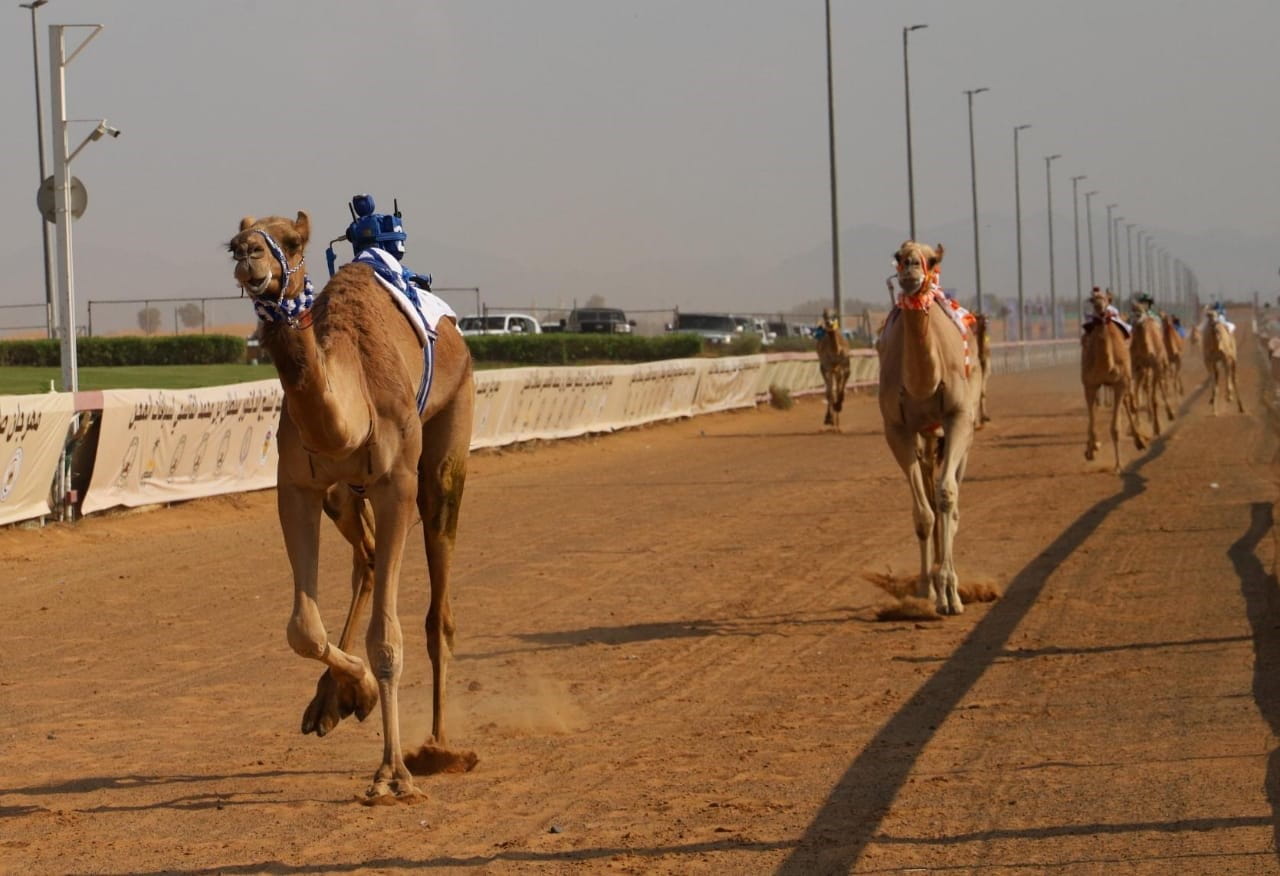 Image for the title: Continuing of activities of 2nd Sharjah Ruler's Camel Festival 