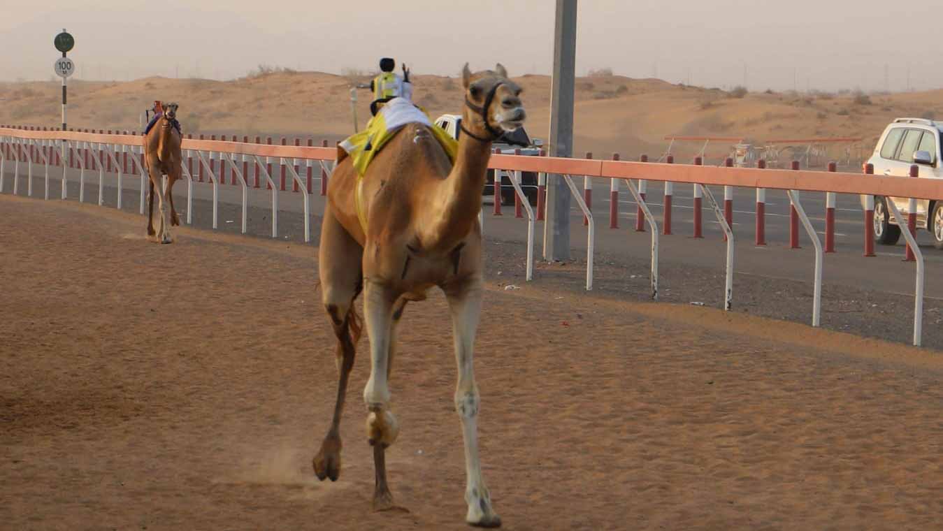 Image for the title: Tawaaq achieves fastest time in Al-Dhaid Camel Races 