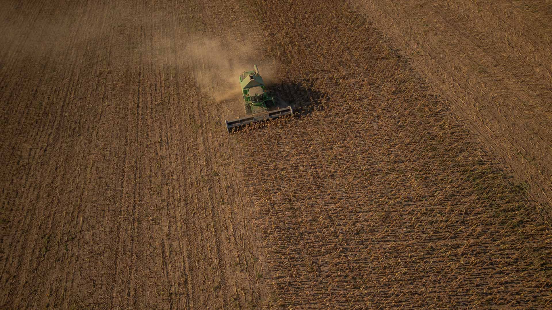 Image for the title: Ukraine harvests sunflowers as war blocks ports