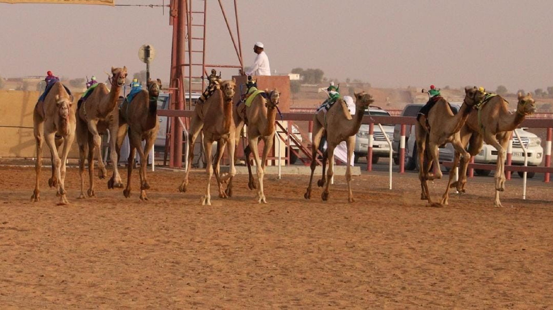 Image for the title: Al Dhaid hosts 5-year camel race competitions 