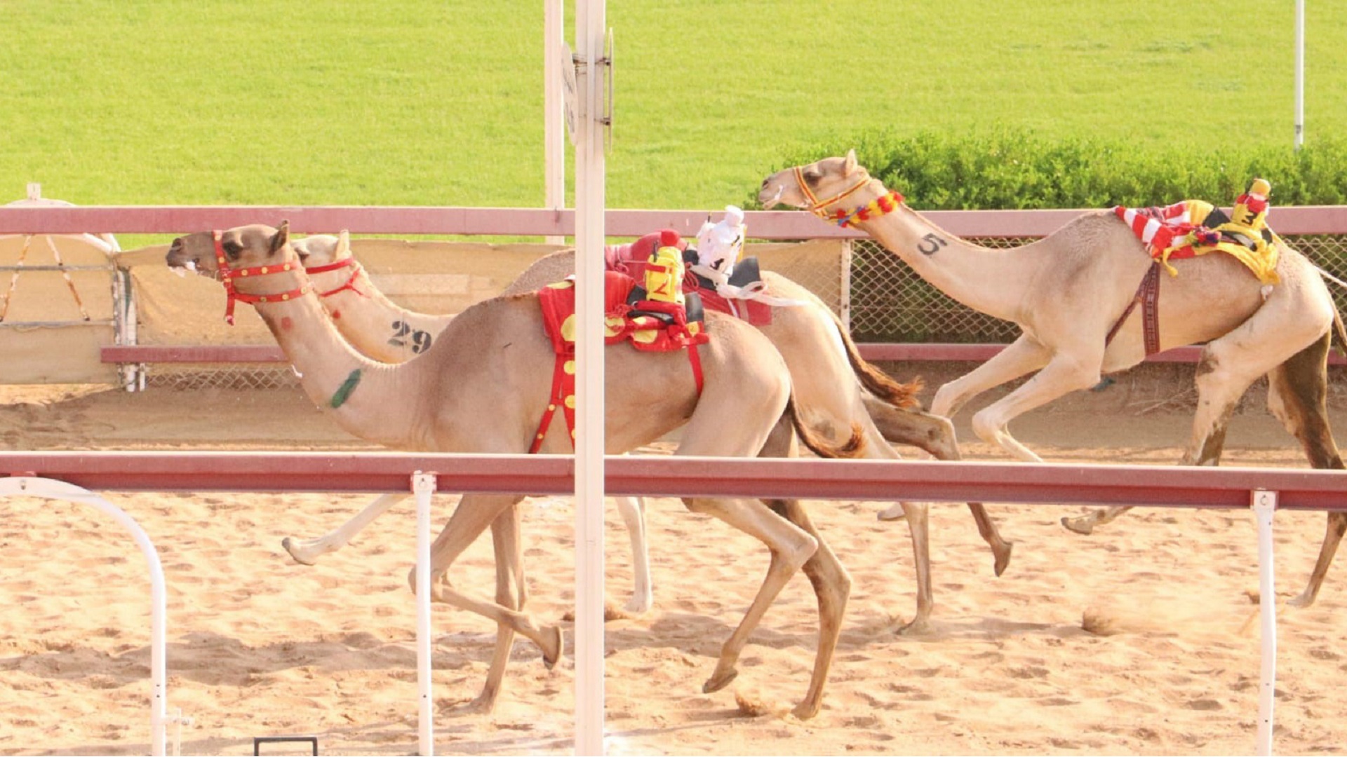 Image for the title: President's Diwan Badge Race gains momentum at AlDhaid Racecourse 