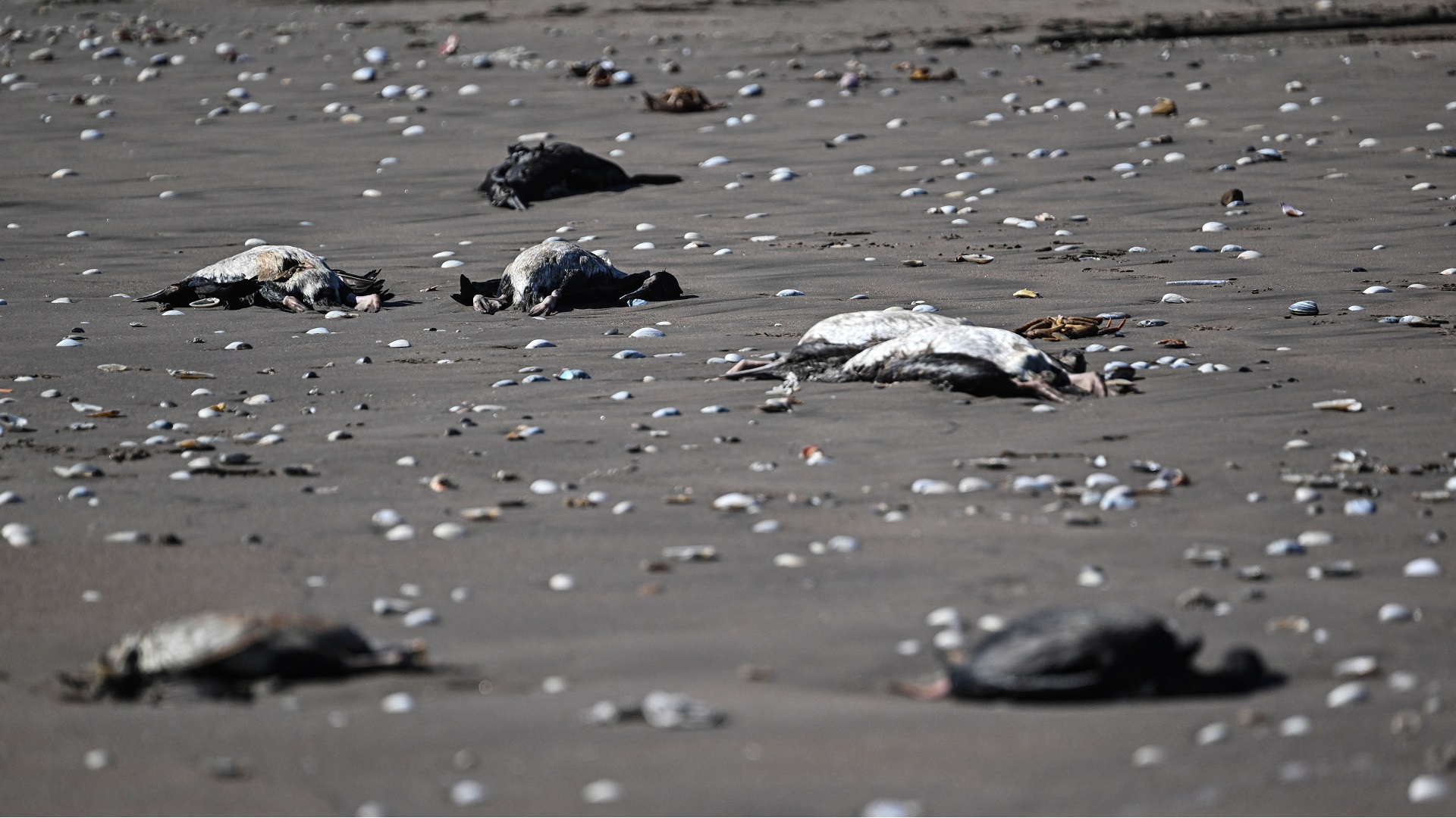 Image for the title: Scientists probe dead Antarctic penguins for bird flu 