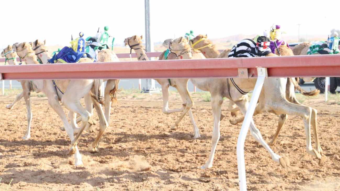 صورة بعنوان: ميدان الذيد لسباقات الهجن يشهد منافسات جديدة لسباق سن الفطامين 