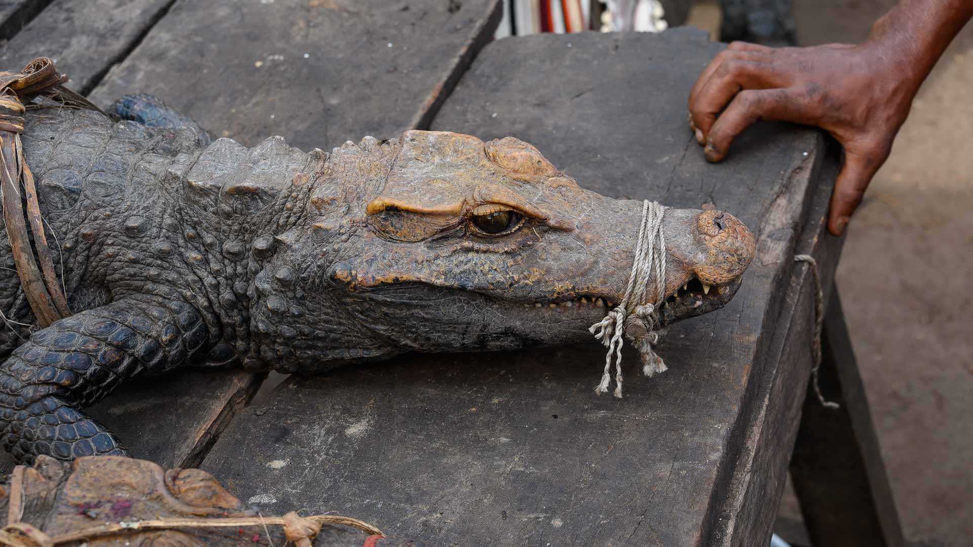 Image for the title: In DR Congo, crocodile hunting declining but stories endure