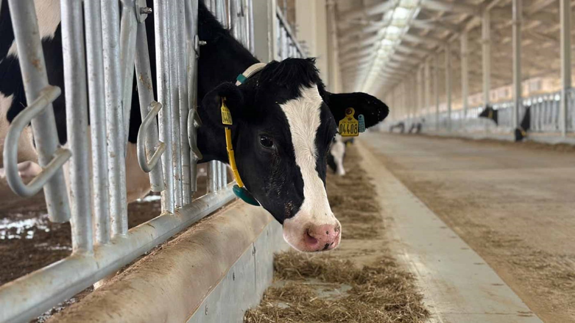 Image for the title: Mleiha Dairy Farm launches with 1,250 purebred cattle 