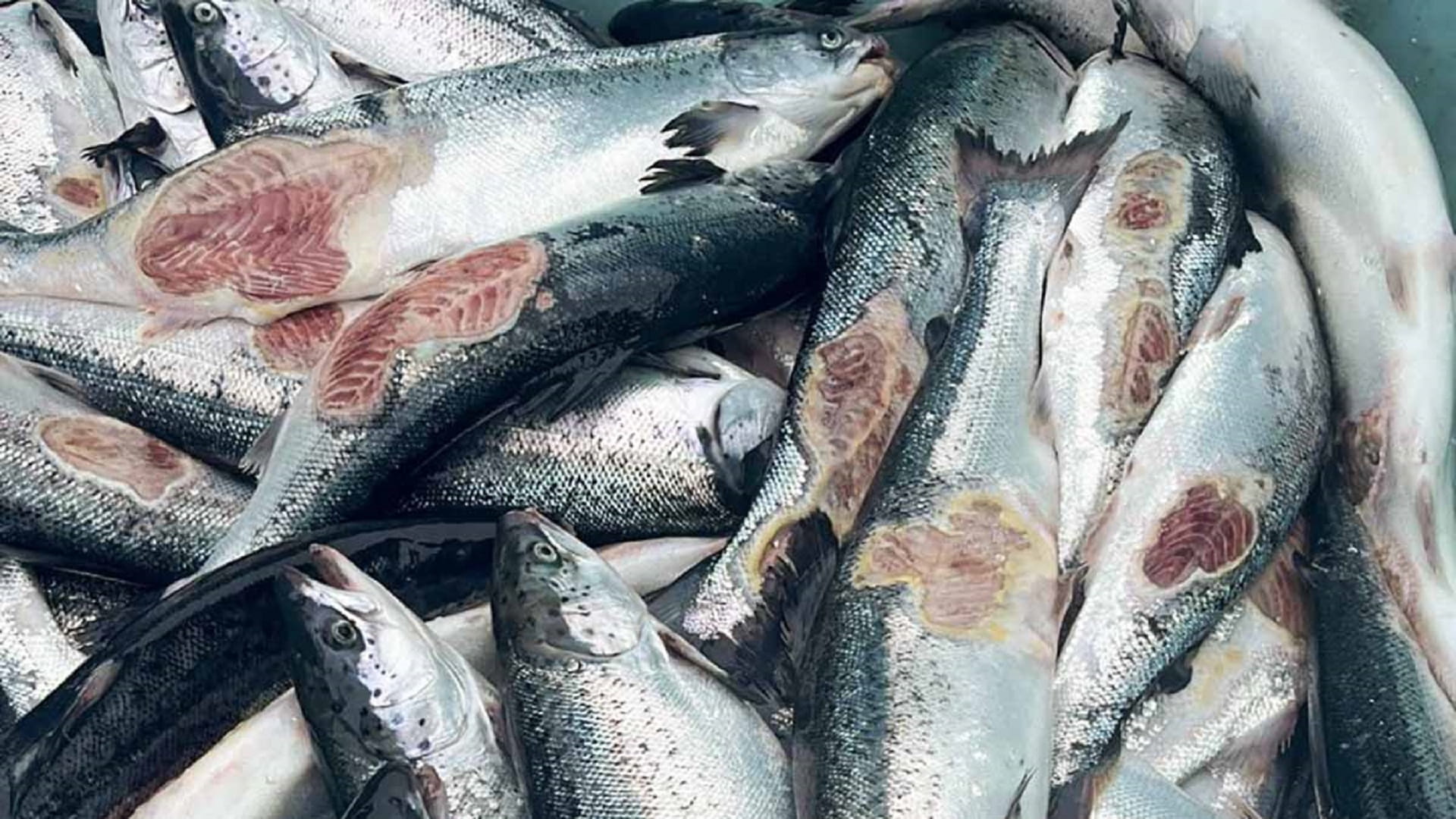 Image for the title: Dying salmon trouble Norway's vast fish-farm industry
