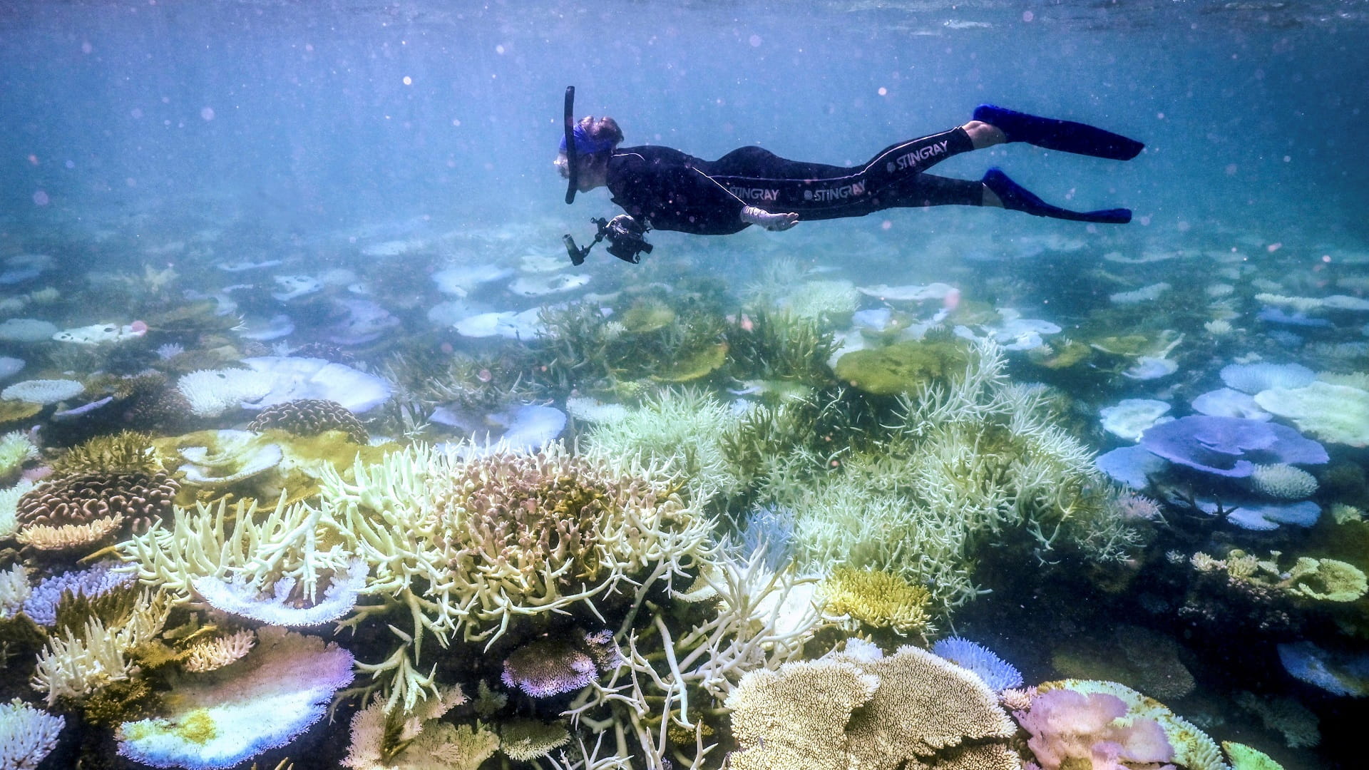 Image for the title: Hottest oceans in 400 years threaten Great Barrier Reef