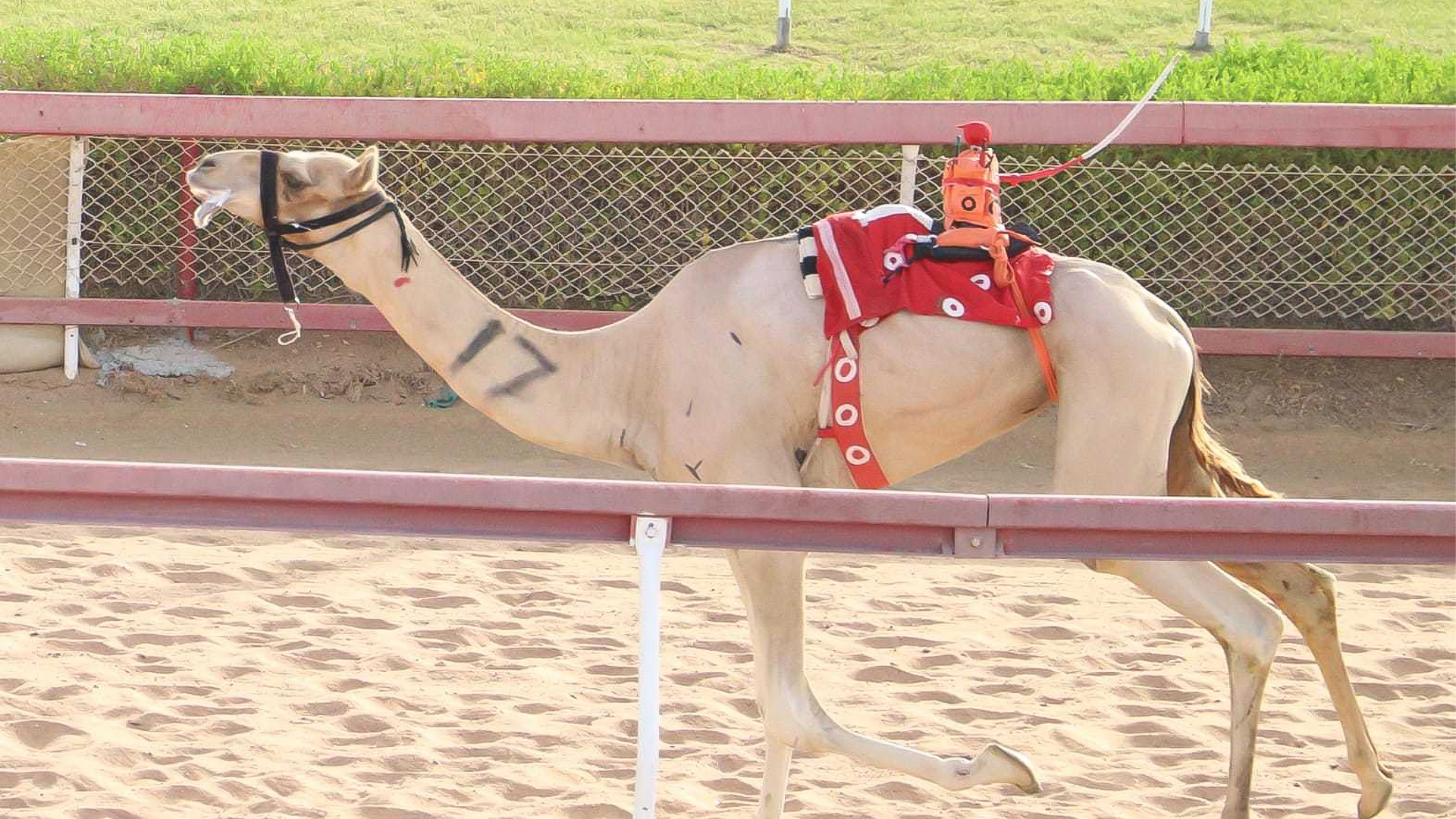 Image for the title: Strong competition in Tahnoon Bin Mohammed camel race at Al Dhaid 