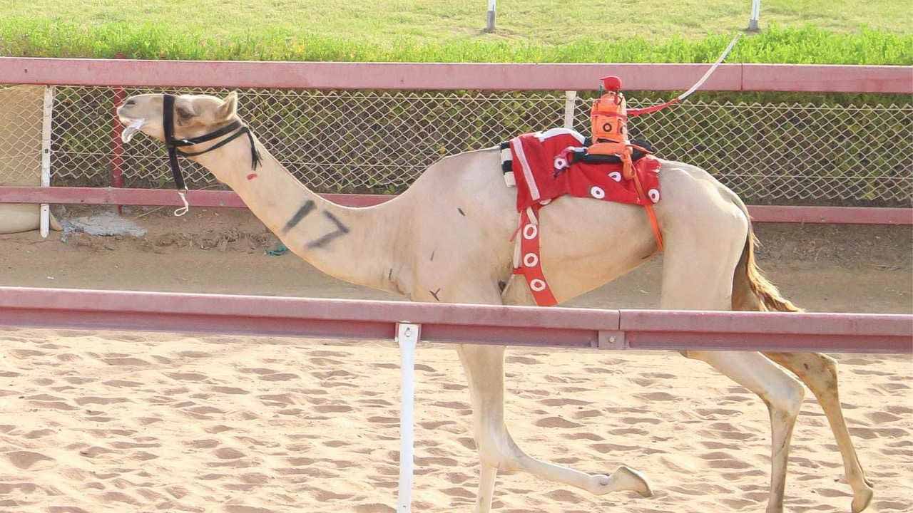 صورة بعنوان: منافسات قوية لسن الحقايق في شارة طحنون بن محمد بميدان الذيد 