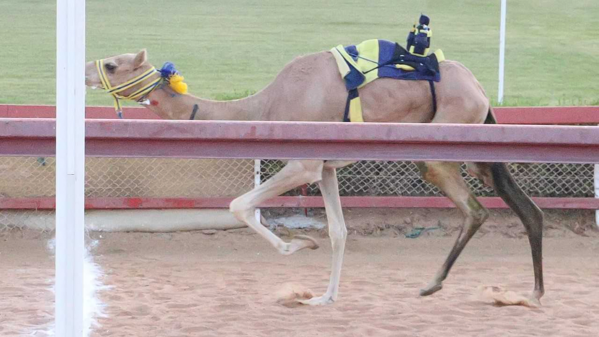 Image for the title: Baraka achieves best timing in Tahnoon bin Mohammed camel race 