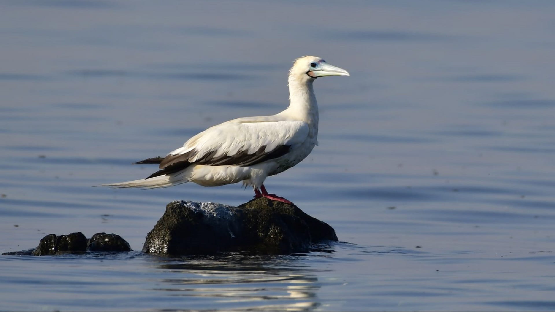 EAD reports red-footed booby sighting on Qarnain Island