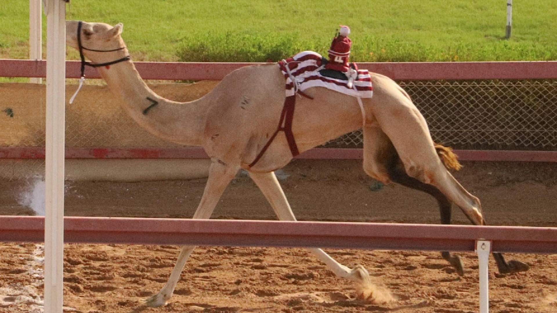 SCRC organises ‘Saeed Muadhd Al Ketbi Badge’ camel race  