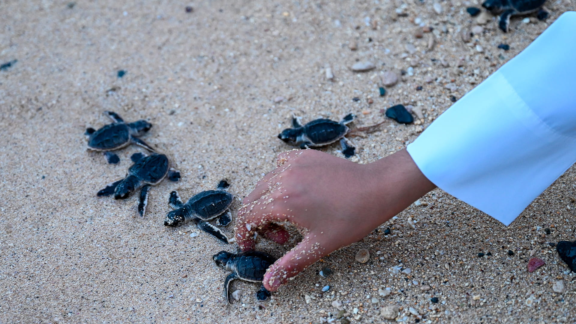 Image for the title: Natural reserves in the Emirate of Sharjah 