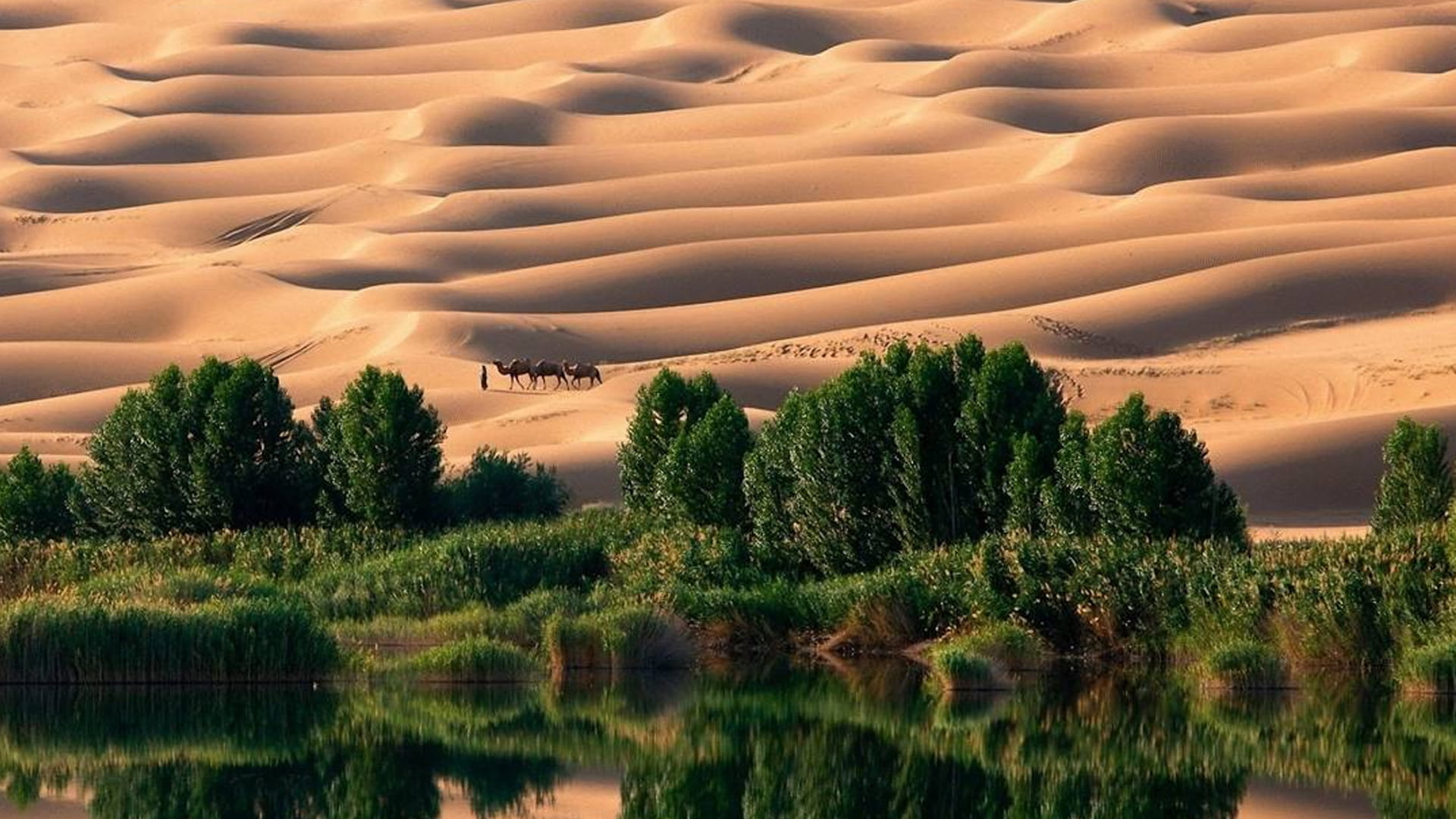 واحة ليوا في قلب الصحراء الذهبية 